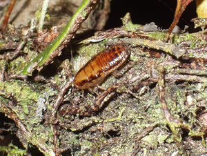 ID