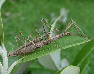 Stick insects
