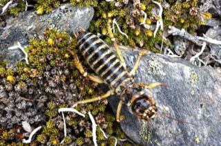 Hemideina maori