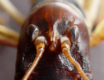 Anostostomatidae antennae