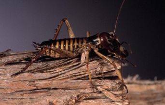 wellington tree weta